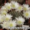 Sulcorebutia roberto-vasquezii