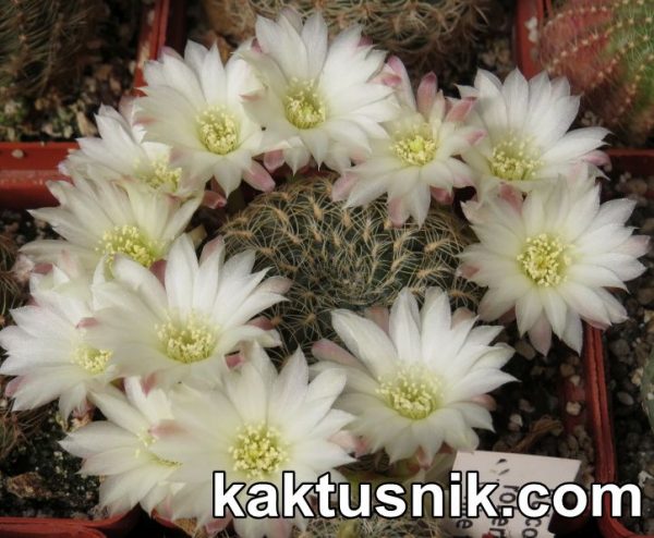 Sulcorebutia roberto-vasquezii