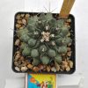 Thelocactus lophothele 1