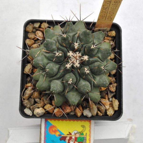 Thelocactus lophothele 1
