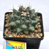 Thelocactus lophothele 2