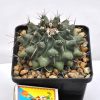 Thelocactus lophothele 3