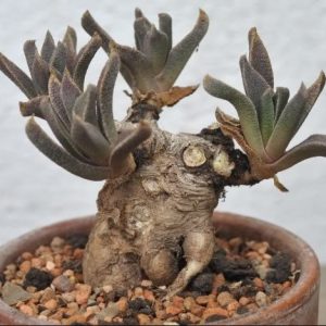 aloinopsis orpenii