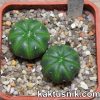 Astrophytum asterias ‘AKABANA’ -Khores- x asterias ‘AKABANA’ Чехия
