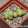 Conophytum andausanum