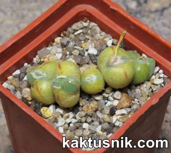 Conophytum andausanum