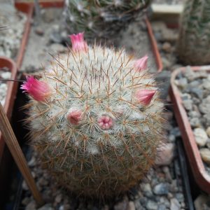 Mammillaria dixanthocentron FO 230 - MG -