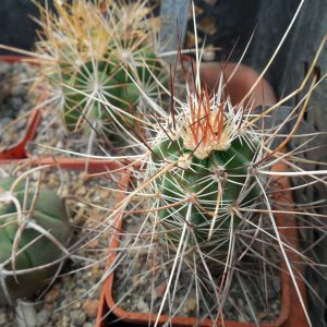 Echinocereus engelmanii - v.armatus - Joschua Tree - MG -