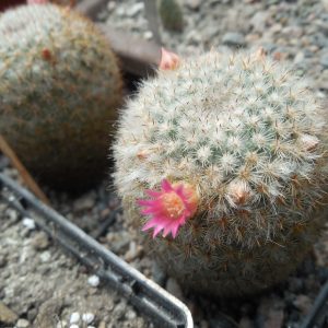 Mammillaria dixanthocentron FO 230 - MG -