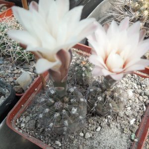 Gymnocalycium taningayense P 212 - Piltz -