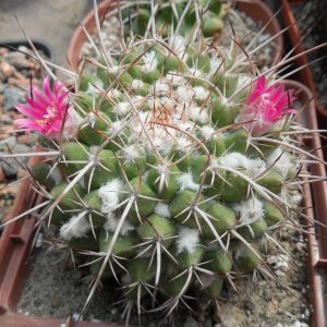 Mammillaria compressa - Ixmiquilpan -  MG -