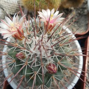 Mammillaria wagneriana L 1529 - s J Capistrano, Zac. - MG -