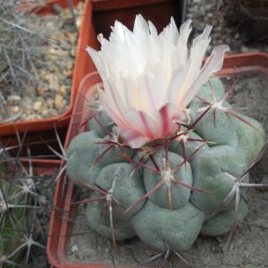 Thelocactus hexaedrophorus