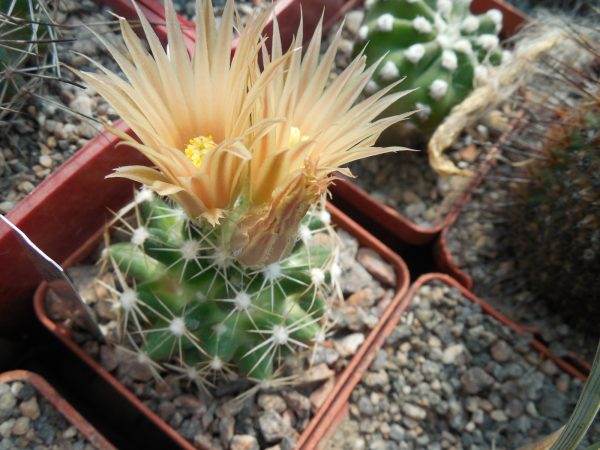 DSCN7994