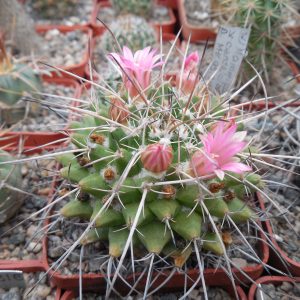 Mammillaria centricirrha MK 95.348 - MG -