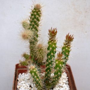 Opuntia spinosior