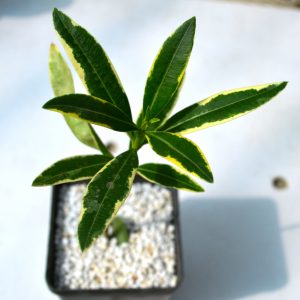 oleander f. variegata