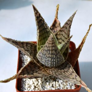 Aloe rauhii cv. 'Demi'
