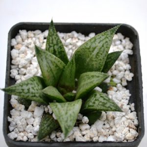 Haworthia cv. "Metallica"