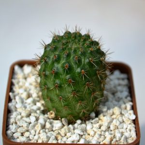 Rebutia donaldiana