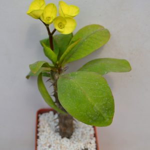 Euphorbia milii ( Gold)