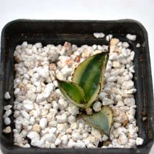 Agave lophantha "quadricolor"