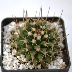 Mammillaria rioverdense (Repp 1123)