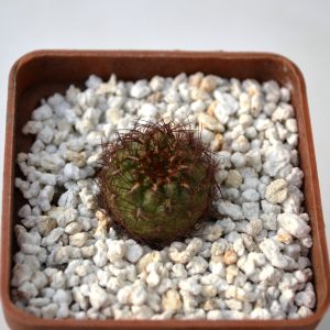 Sulcorebutia swobodae HS 27A