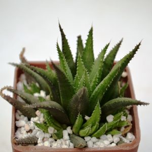 Haworthia chloracantha var. subglauca