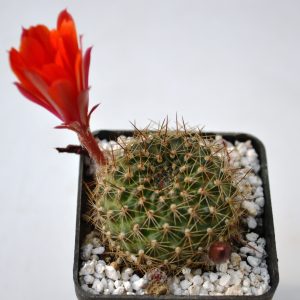 Rebutia albiareolata FR - 761
