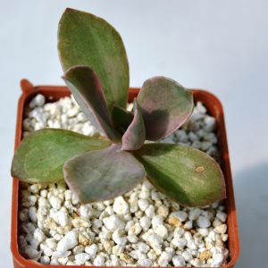 Echeveria Metalica Decora