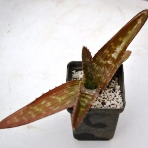 Aloe saponaria