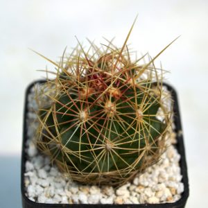 Thelocactus bicolor