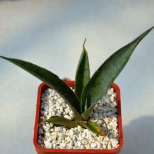 Agave monfreda variegata