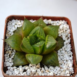 Haworthia retusa