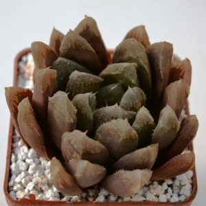 Haworthia multyhybrid