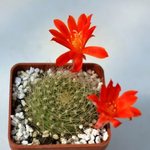 Rebutia senilis