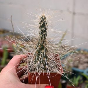 Opuntia polyacantha v. juniperina LZ 536 (syn. Juniperina)