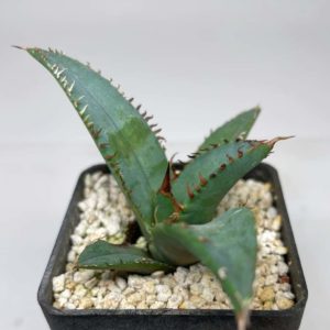 Agave titanota