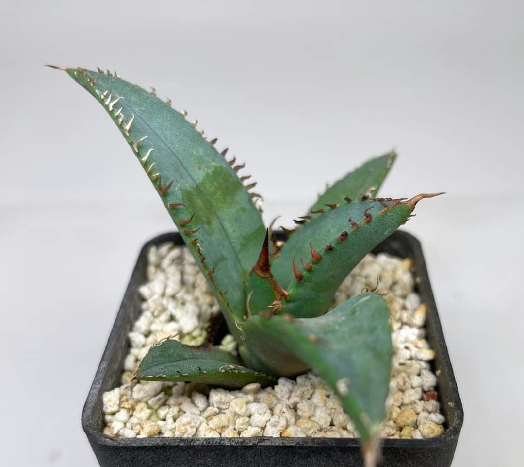 Agave titanota