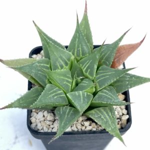 Hawoerhia multifolia X retusa