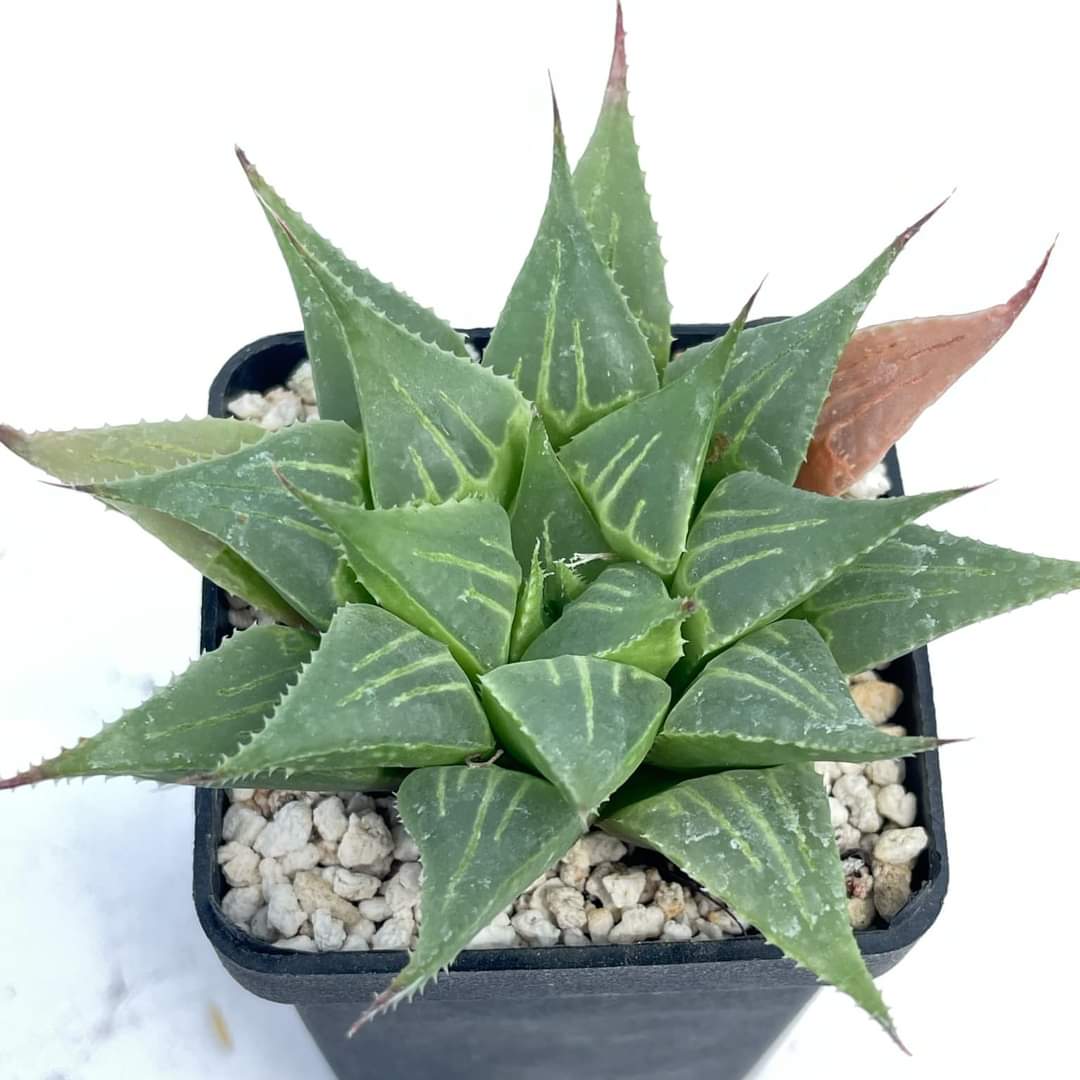 Hawoerhia multifolia X retusa