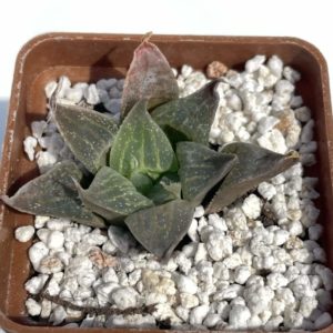 Haworthia retusa v. acuminata