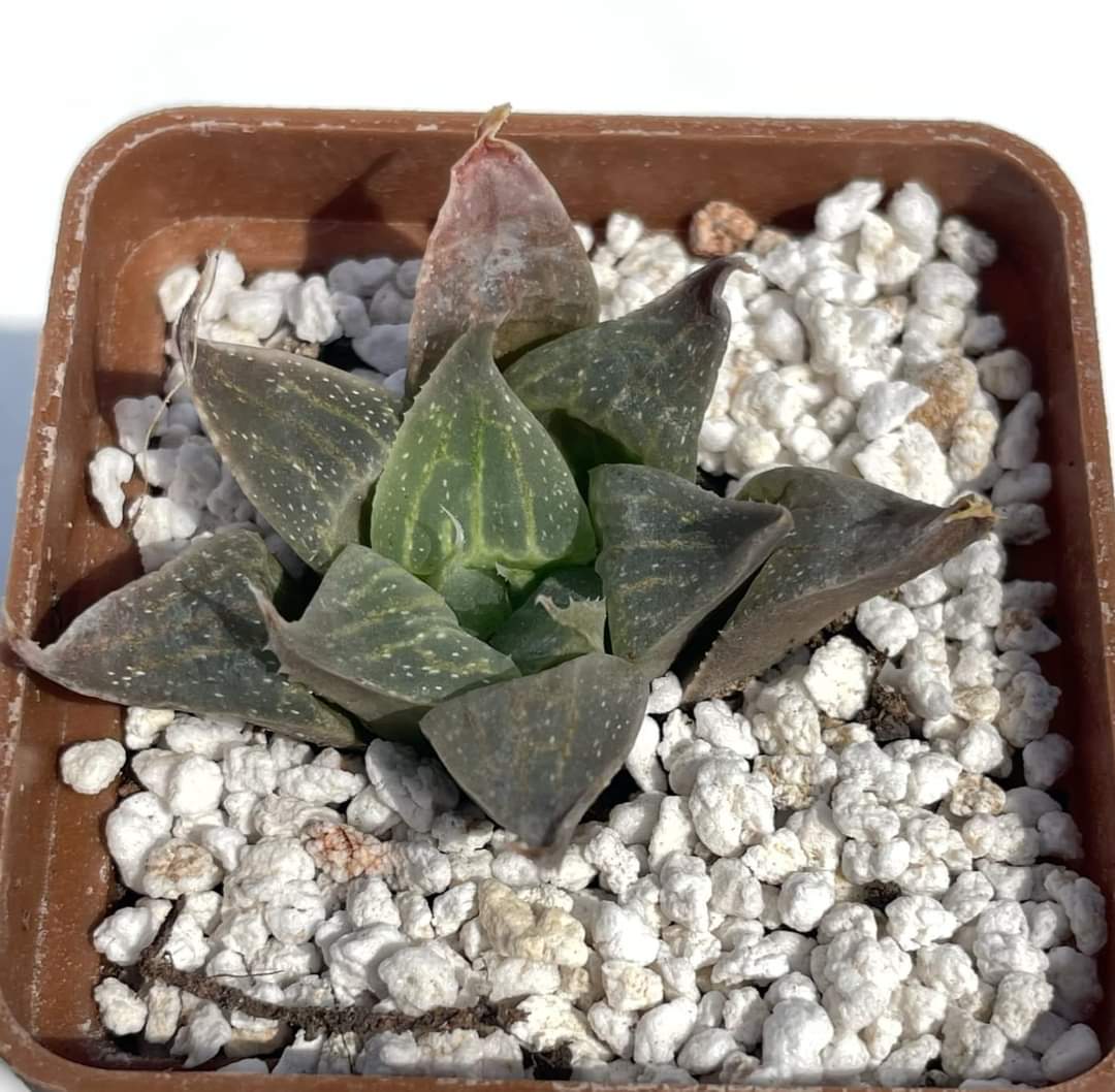 Haworthia retusa v. acuminata