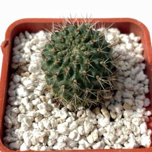 Rebutia donaldiana