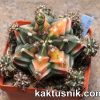 Gymnocalycium mihanovichii f.variegata -Root Beer-