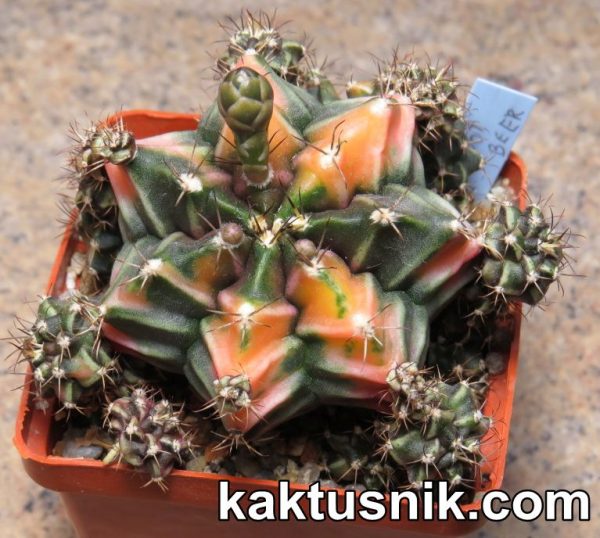 Gymnocalycium mihanovichii f.variegata -Root Beer-