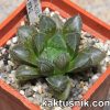 Haworthia ‘Mirror Ball’ x Haworthia cooperi x ‘Kegazato’ clon 22