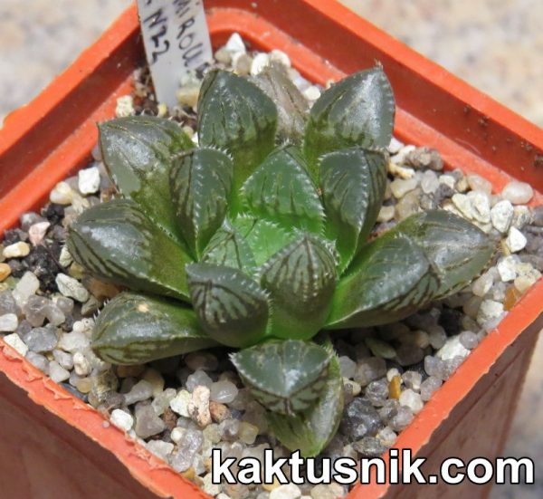 Haworthia ‘Mirror Ball’ x Haworthia cooperi x ‘Kegazato’ clon 22