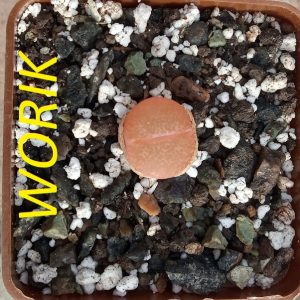 Lithops aucampiae v. koelemanii variegata